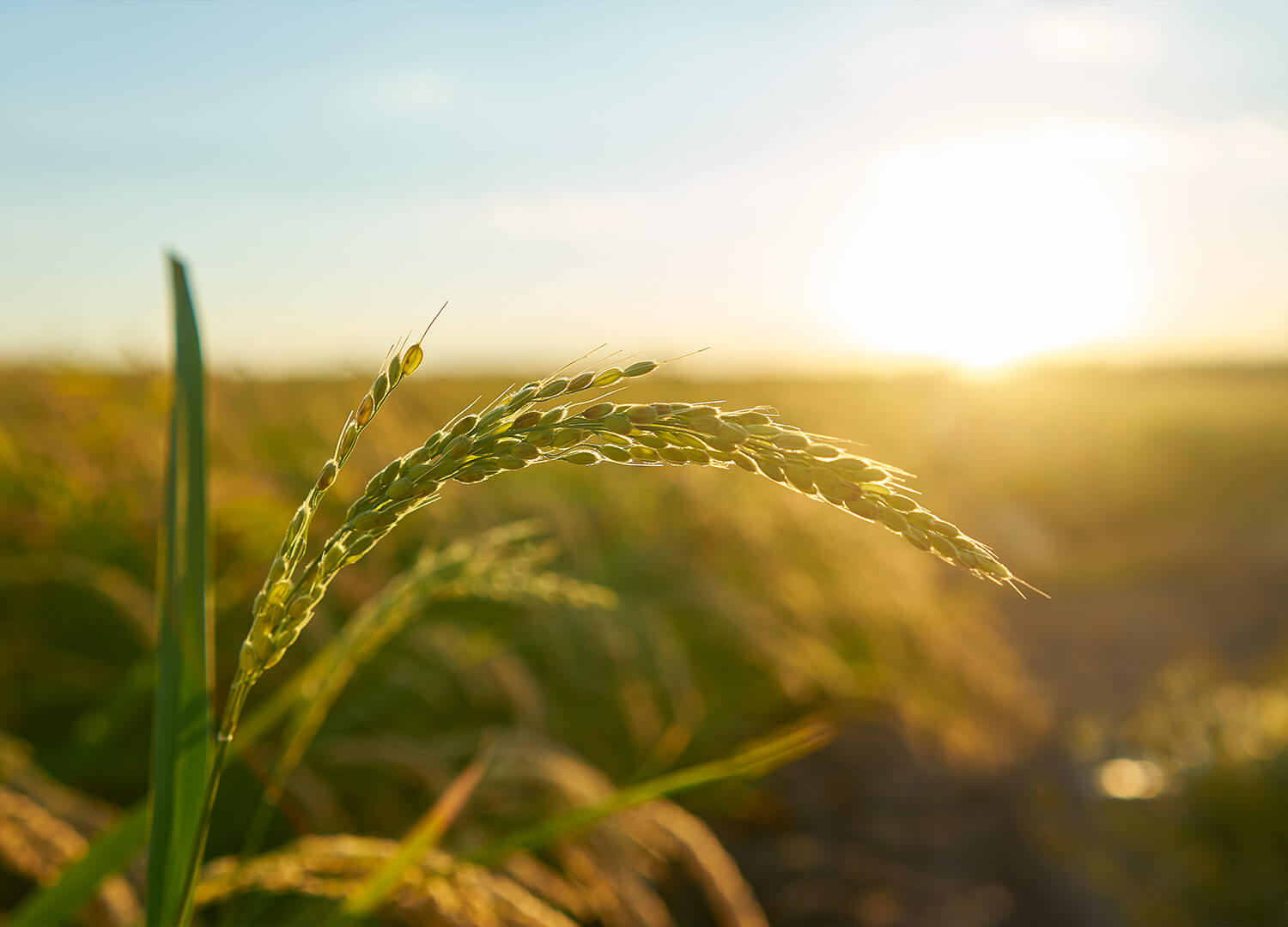 agriculture